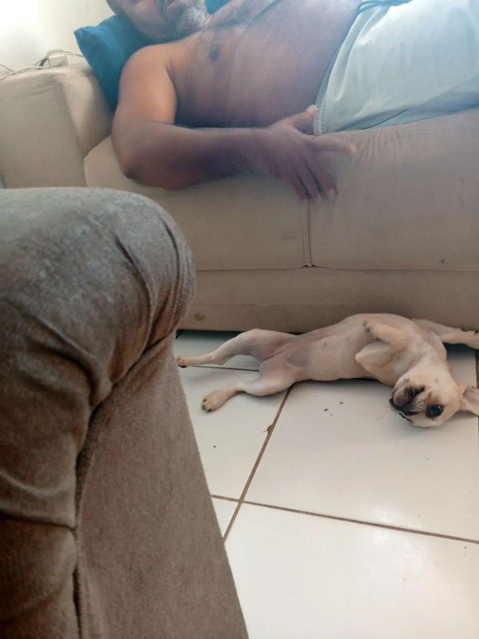 Budog francês  - Foto 3