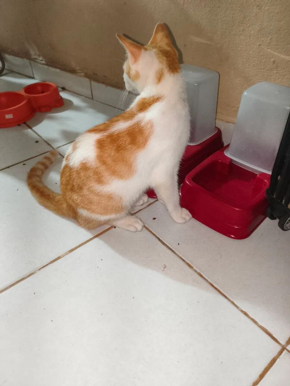 Doa-se 2 lindos gatinhos - Foto 4