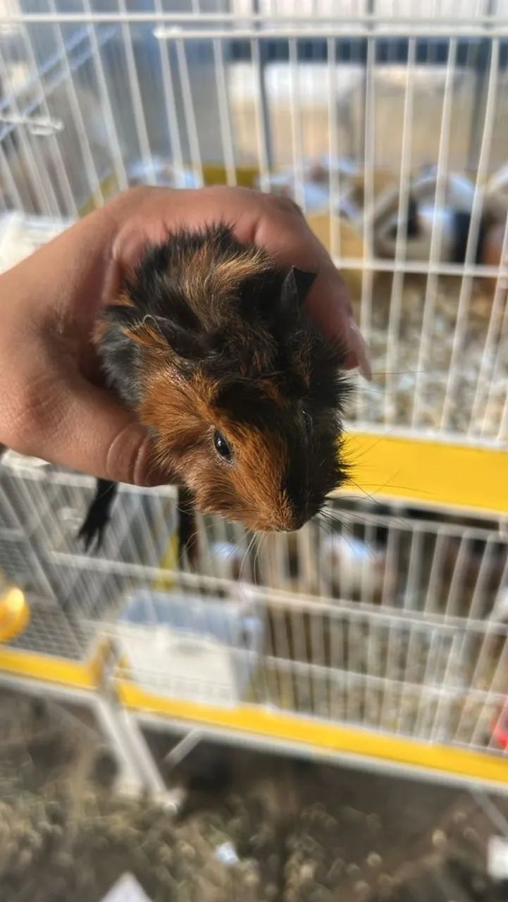 Porquinha da Índia 