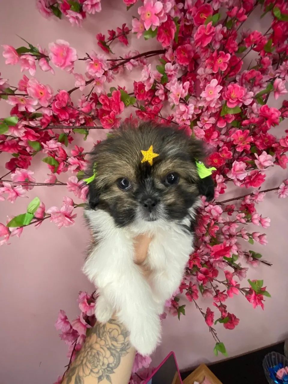 Lhasa apso 