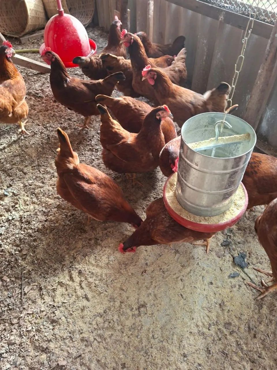 Galinhas rhodia - Foto 2