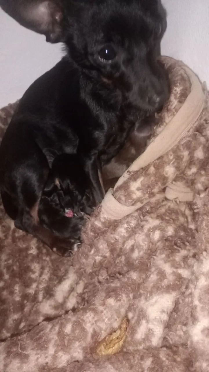 Cachorro pinther 
