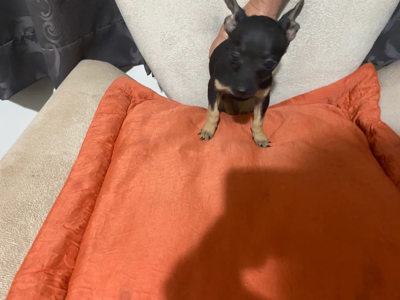 Pinscher - Foto 4