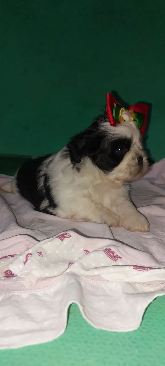 Bebês Shih Tzu  - Foto 2