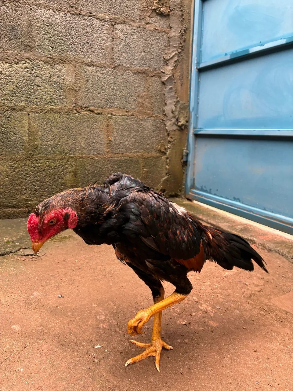 Frango índio  - Foto 3