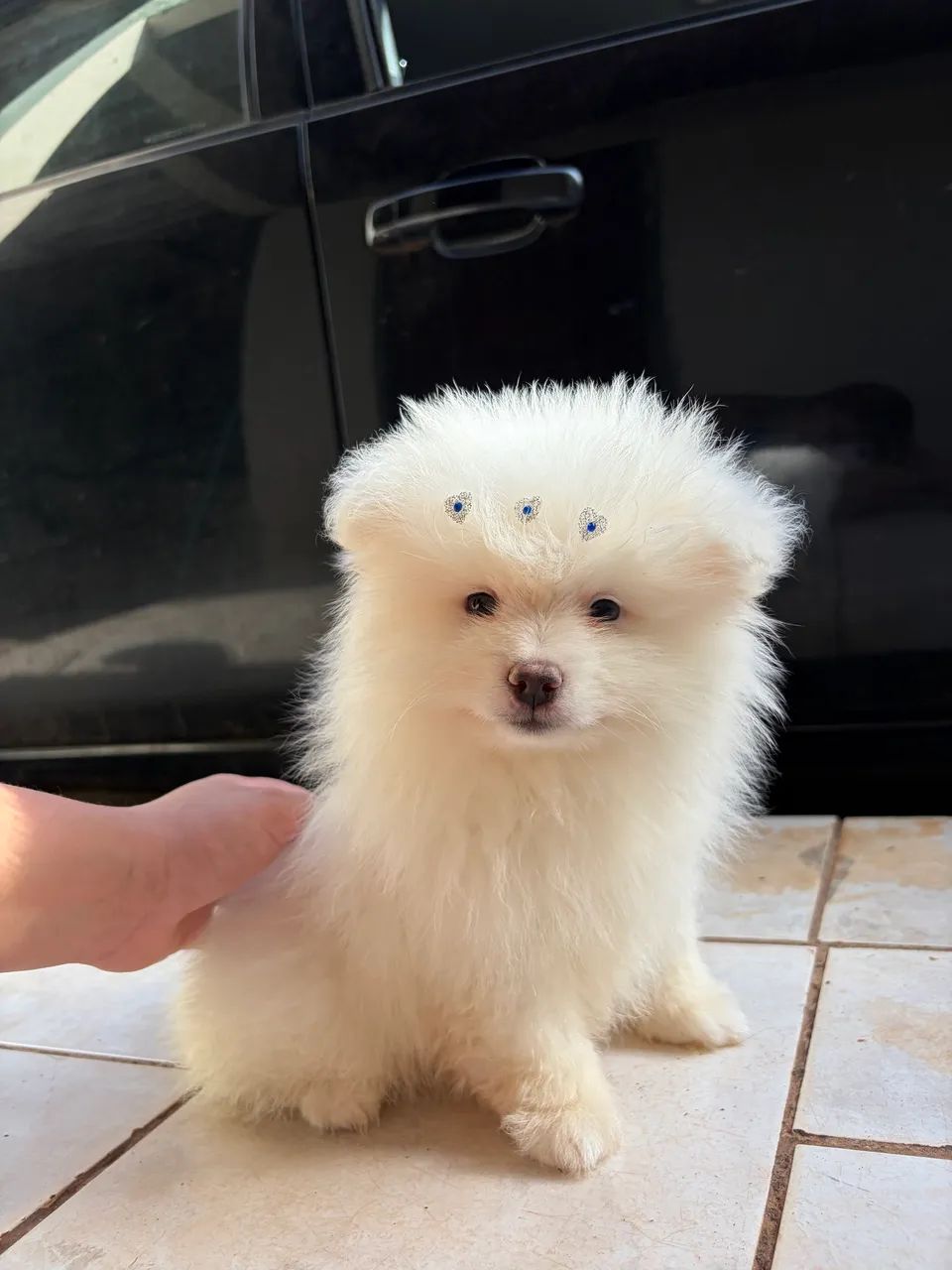 Macho spitz alemão  - Foto 3