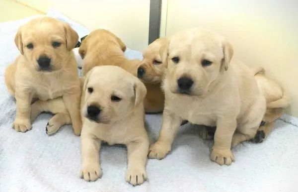 labrador muito lindos apenas 400