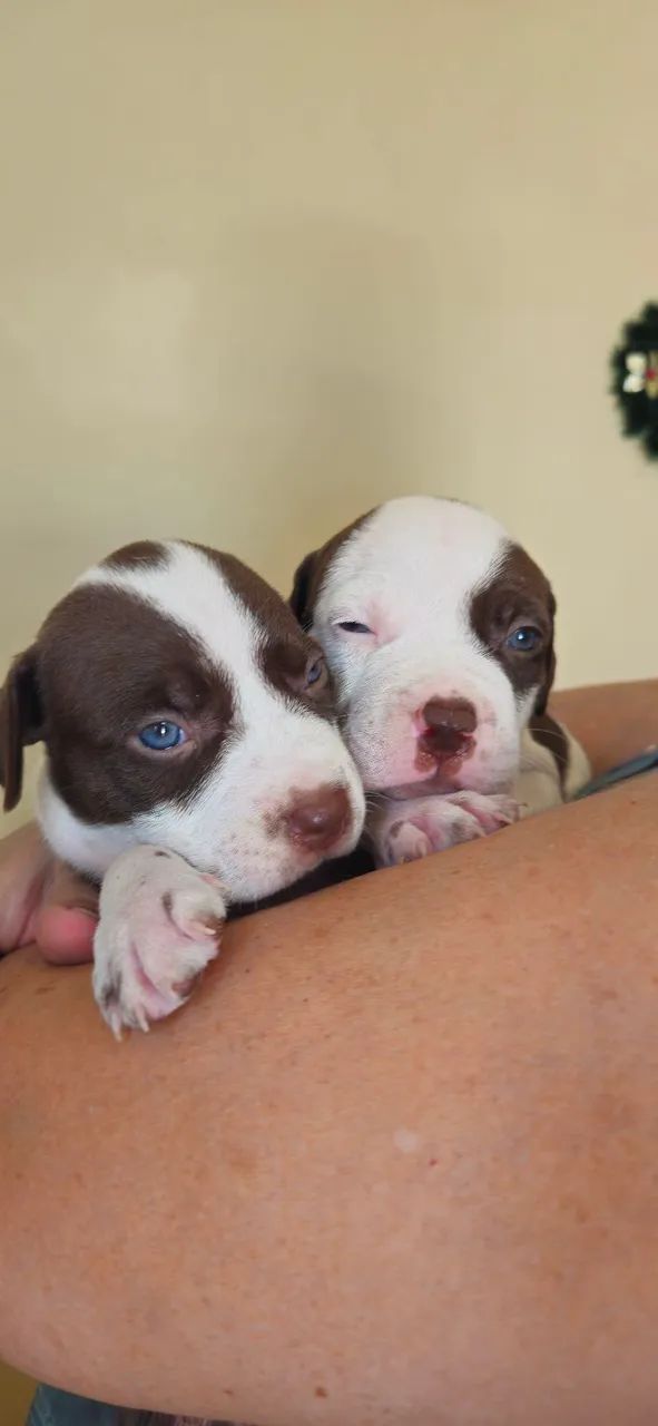 Filhotes de pitbull - Foto 5