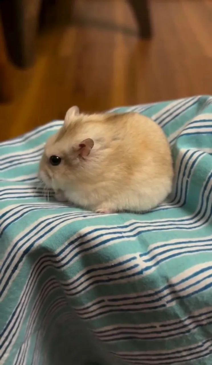 Hamster - Foto 3