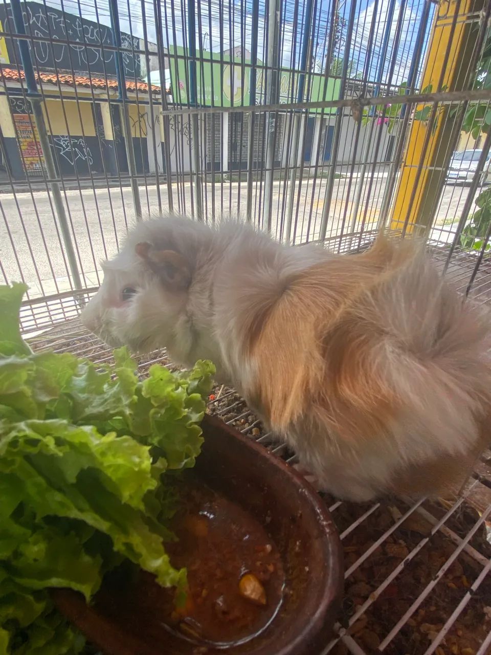 Porquinho da índia  - Foto 3