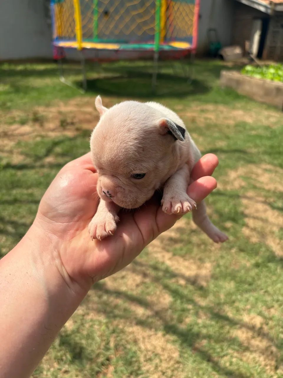 Buldogue francês 