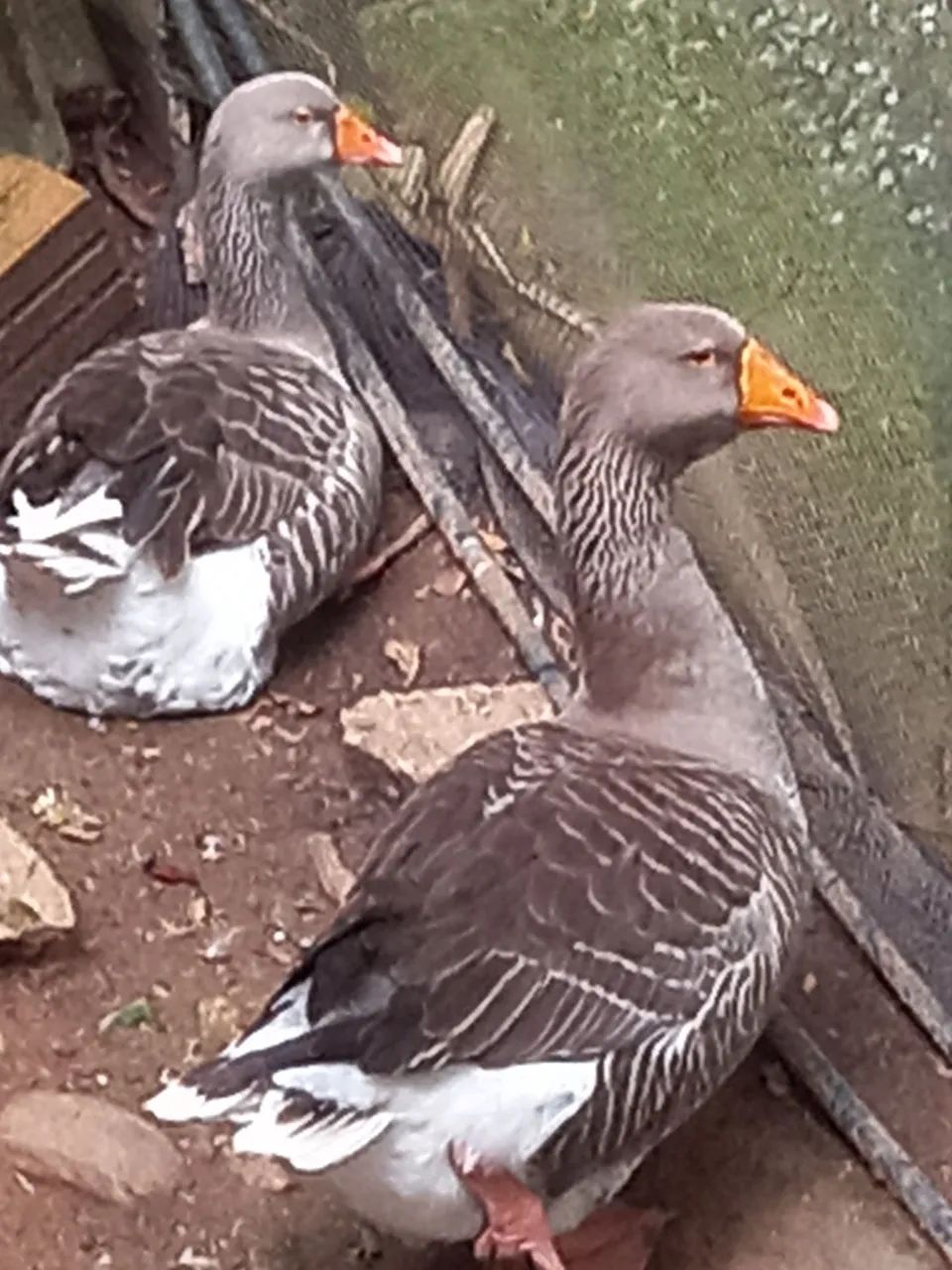 animais de estimação 
