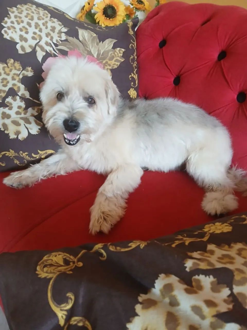Adoção Responsável  - Foto 2