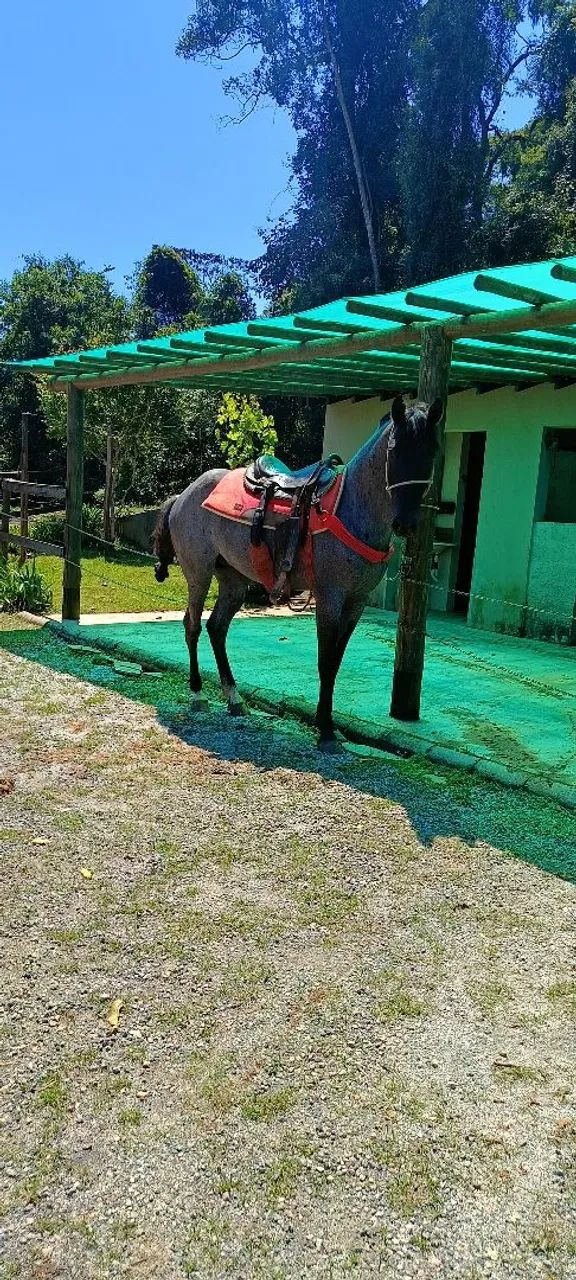 Mouro venda ou troca