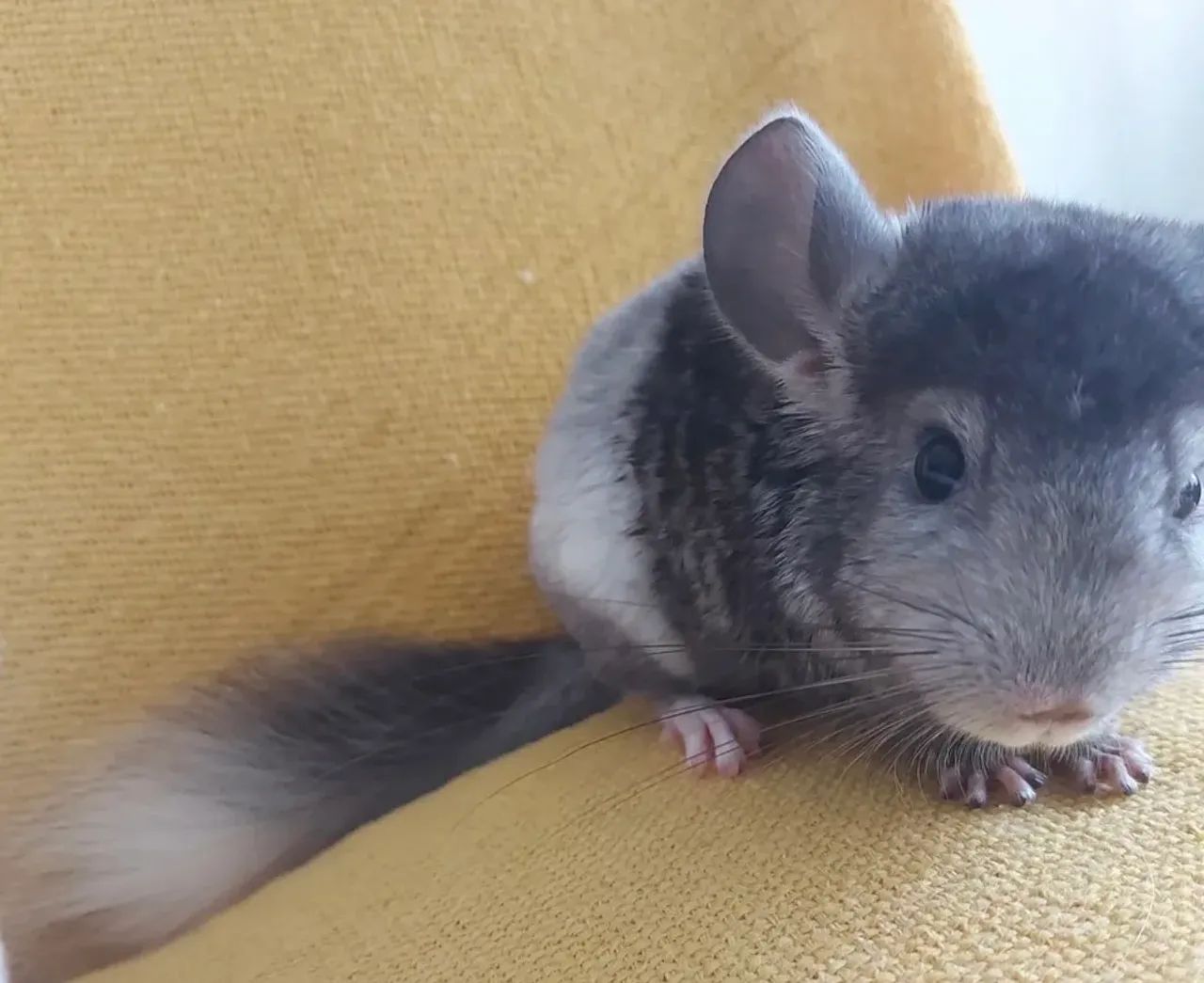 Chinchila fêmea mosaico extremo