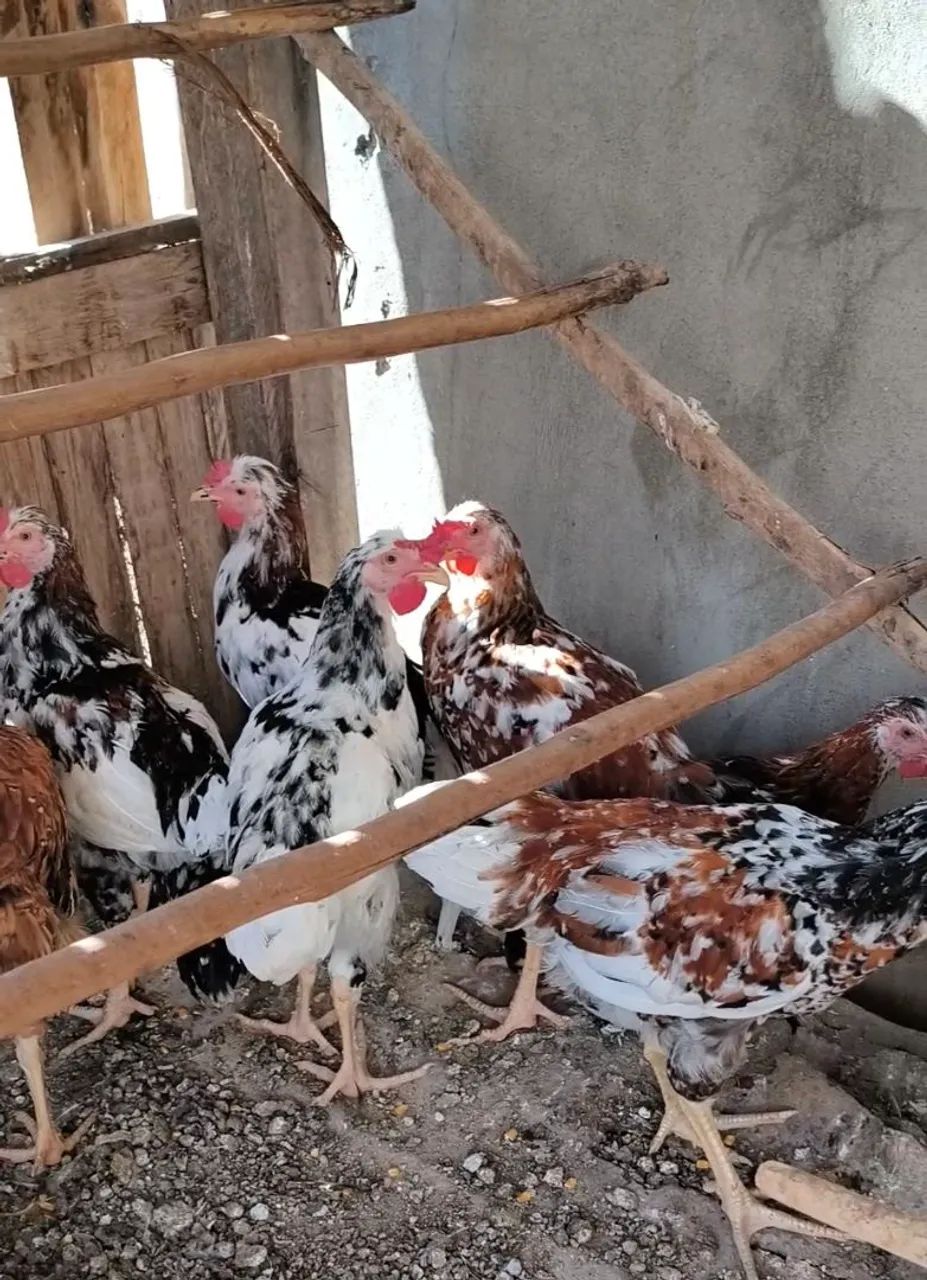 Frango mestiço de gsb(porte grande)