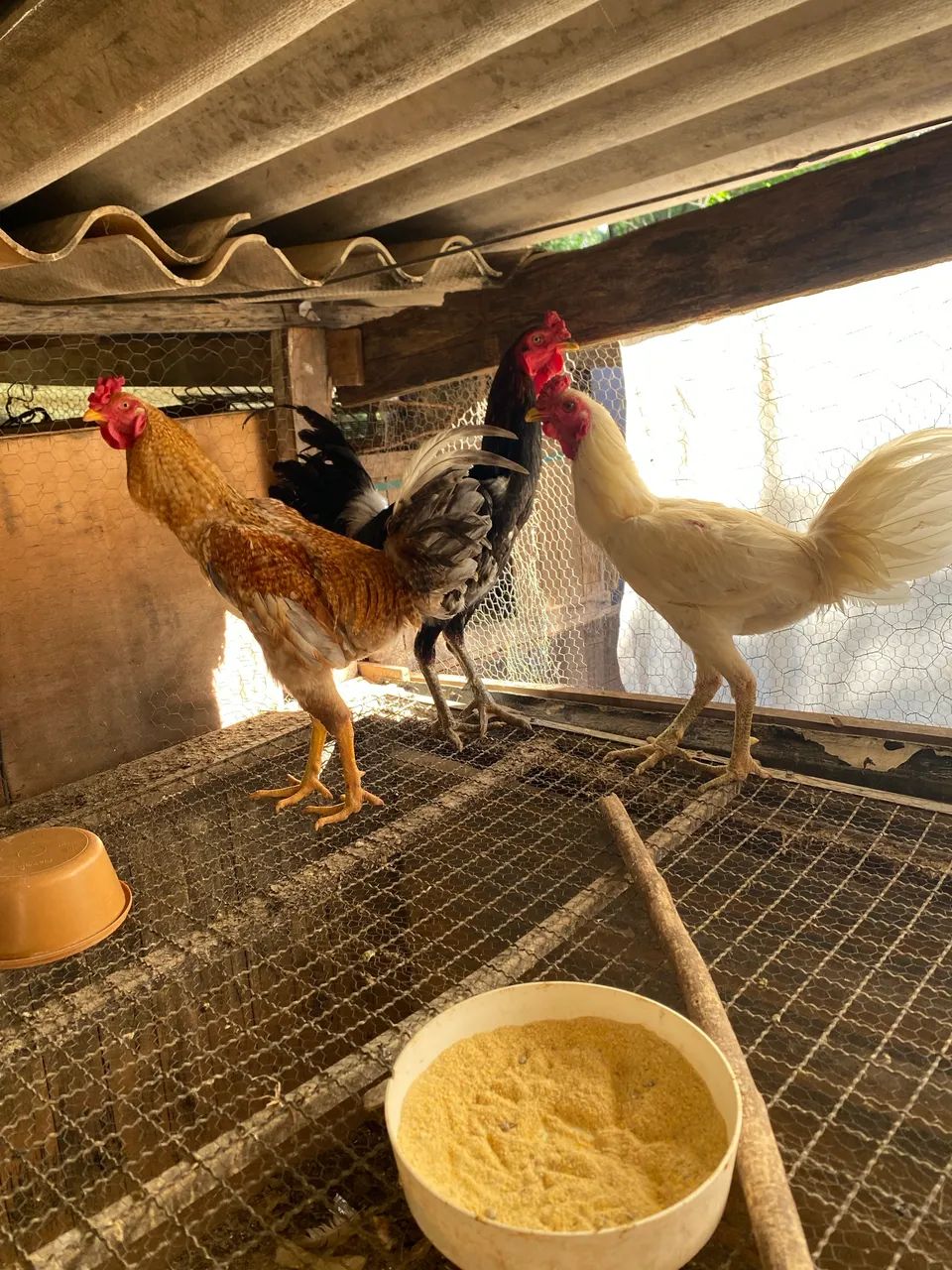 Frango  - Foto 2
