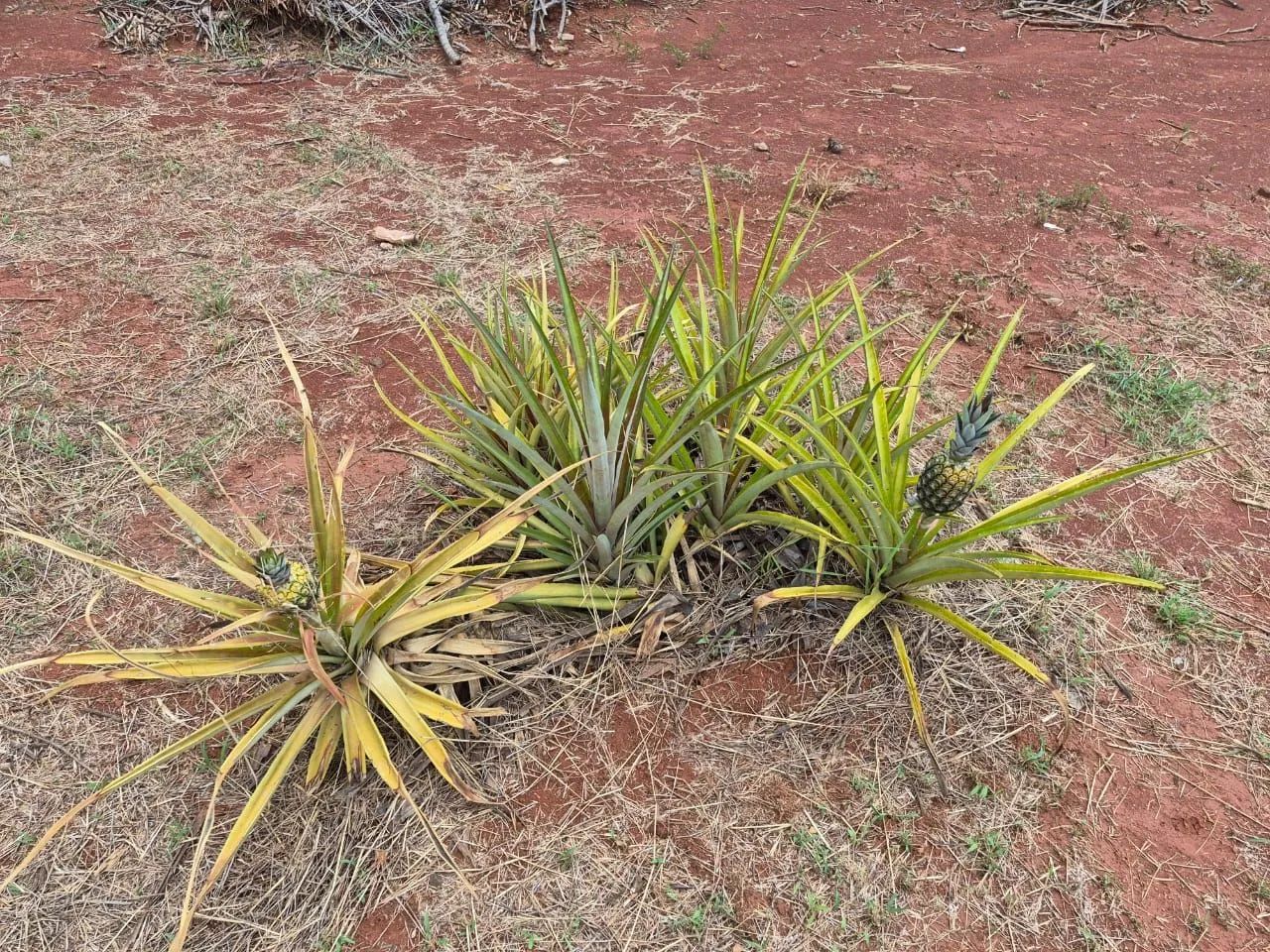 Condomínio Chácaras Itália - Excelente Localização. - Foto 5