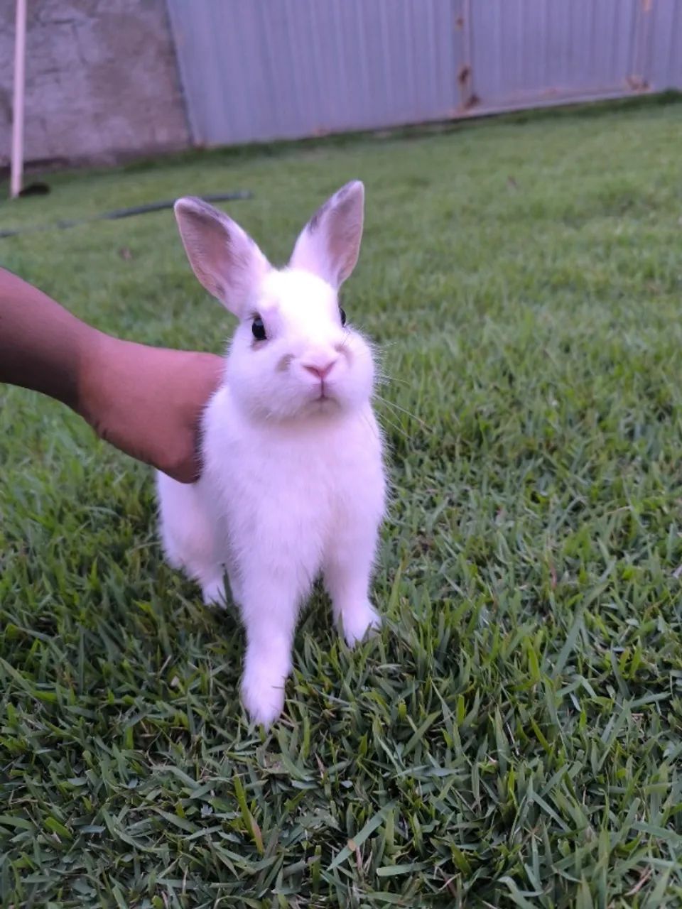 Netherland Dwarf (Coelho Anão) - Foto 3