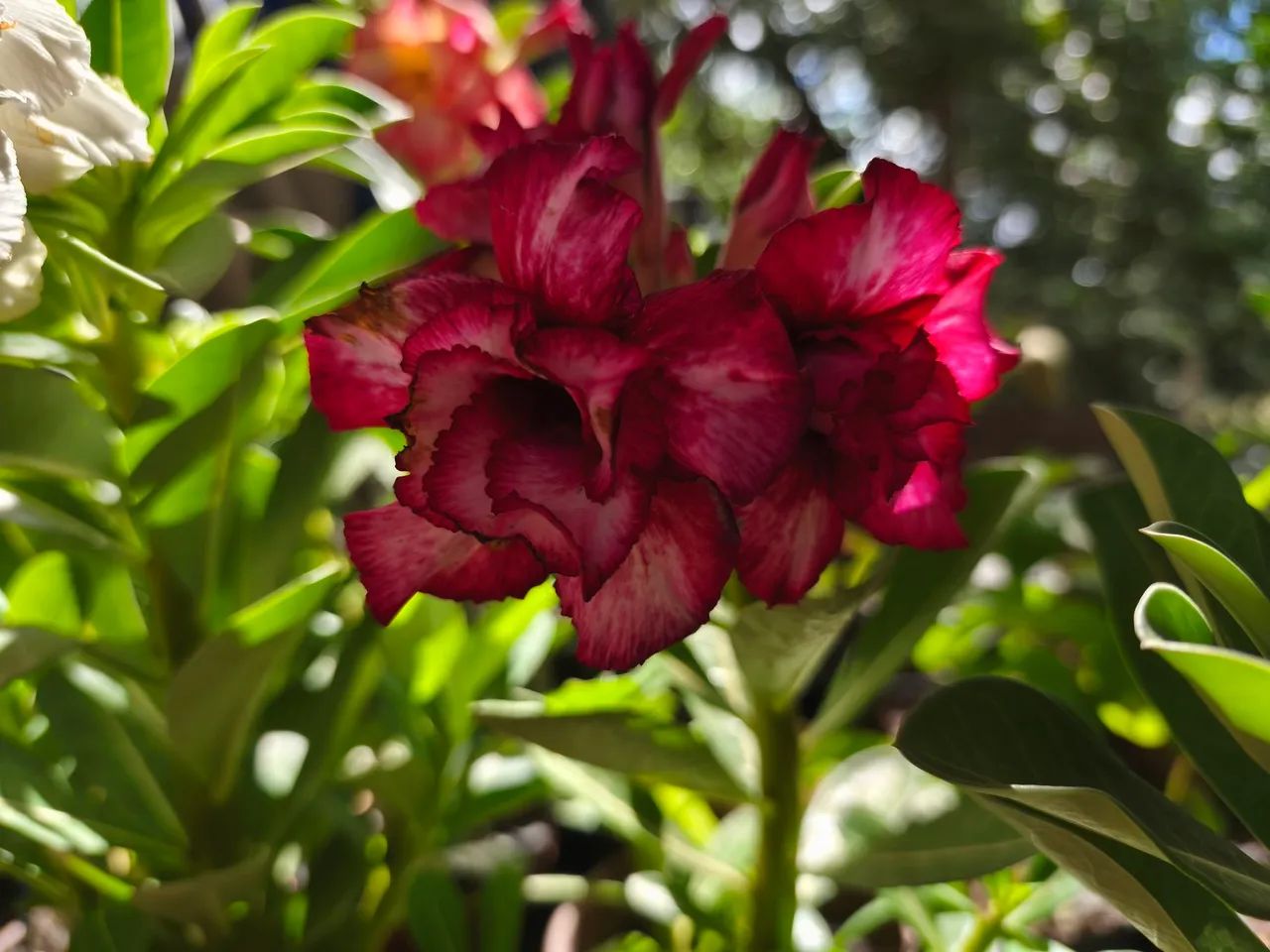 Rosas do deserto floridas - Foto 4