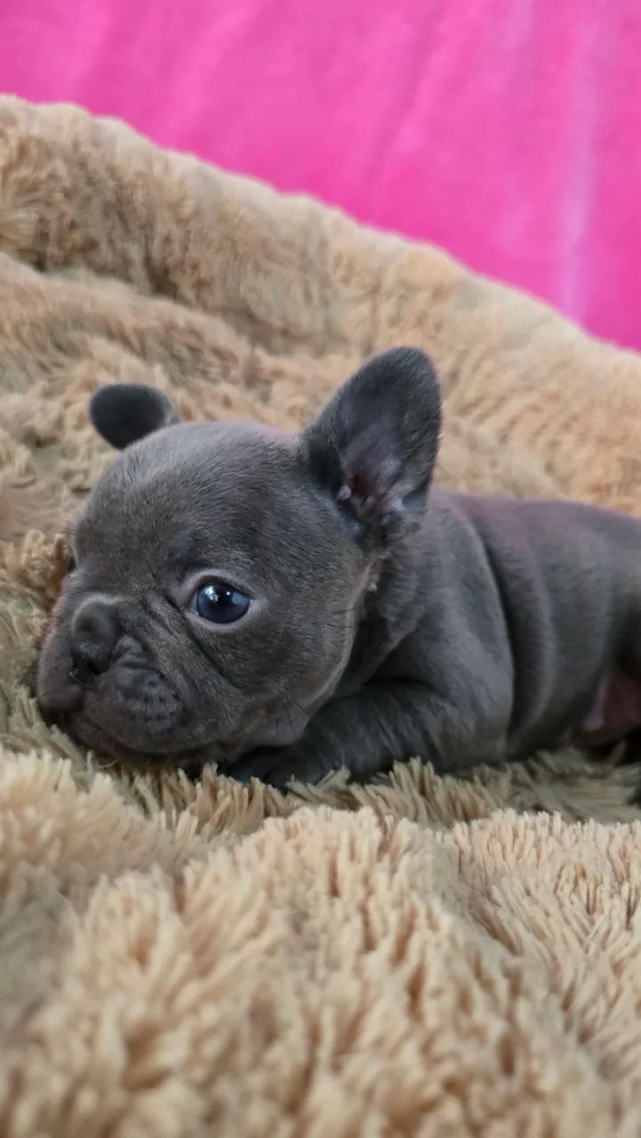 Bulldog francês  - Foto 6