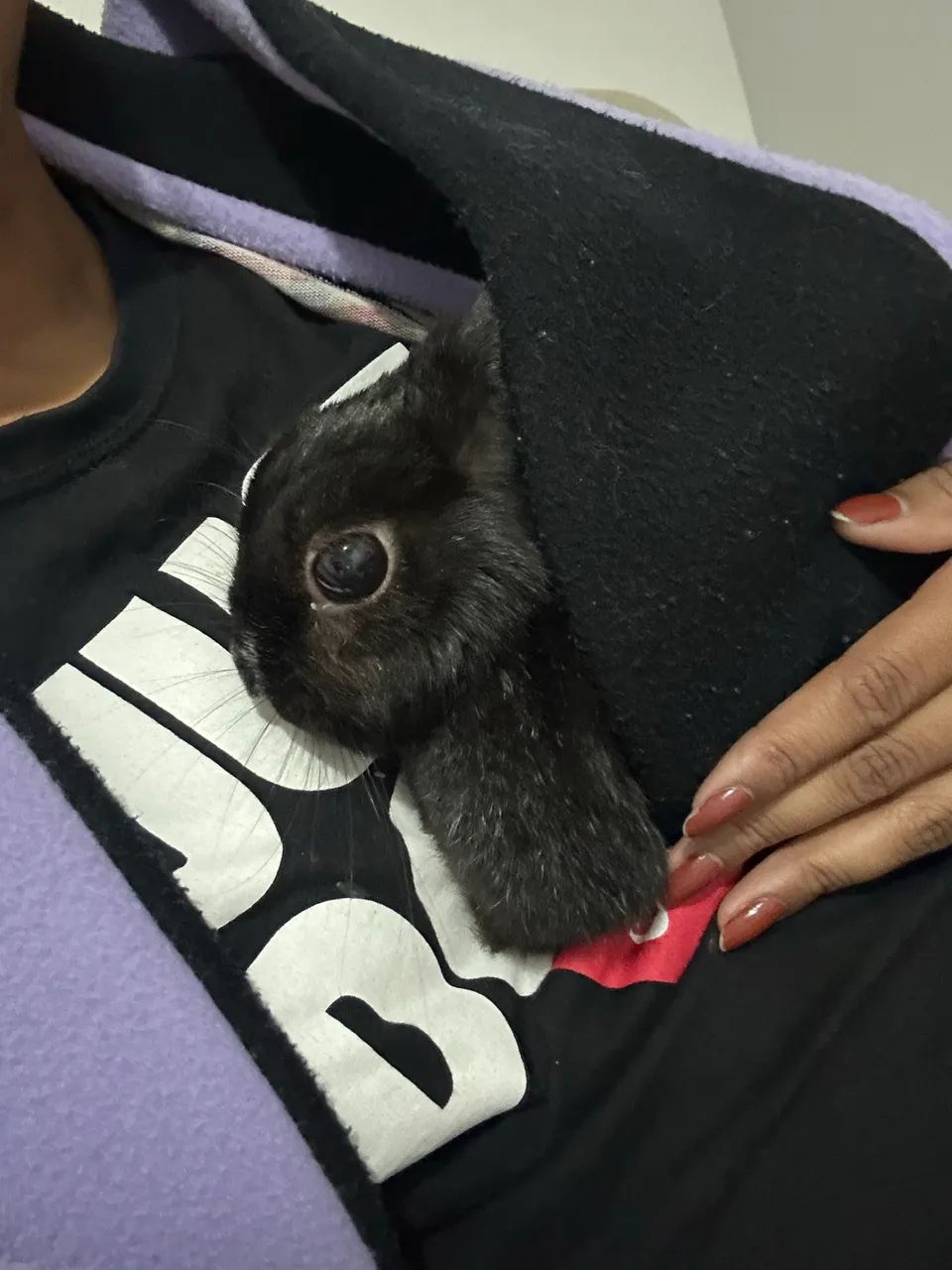 Doação de coelho  - Foto 4