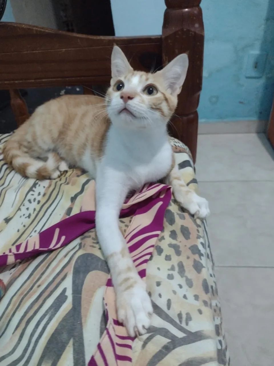 Gato para adoção  - Foto 5