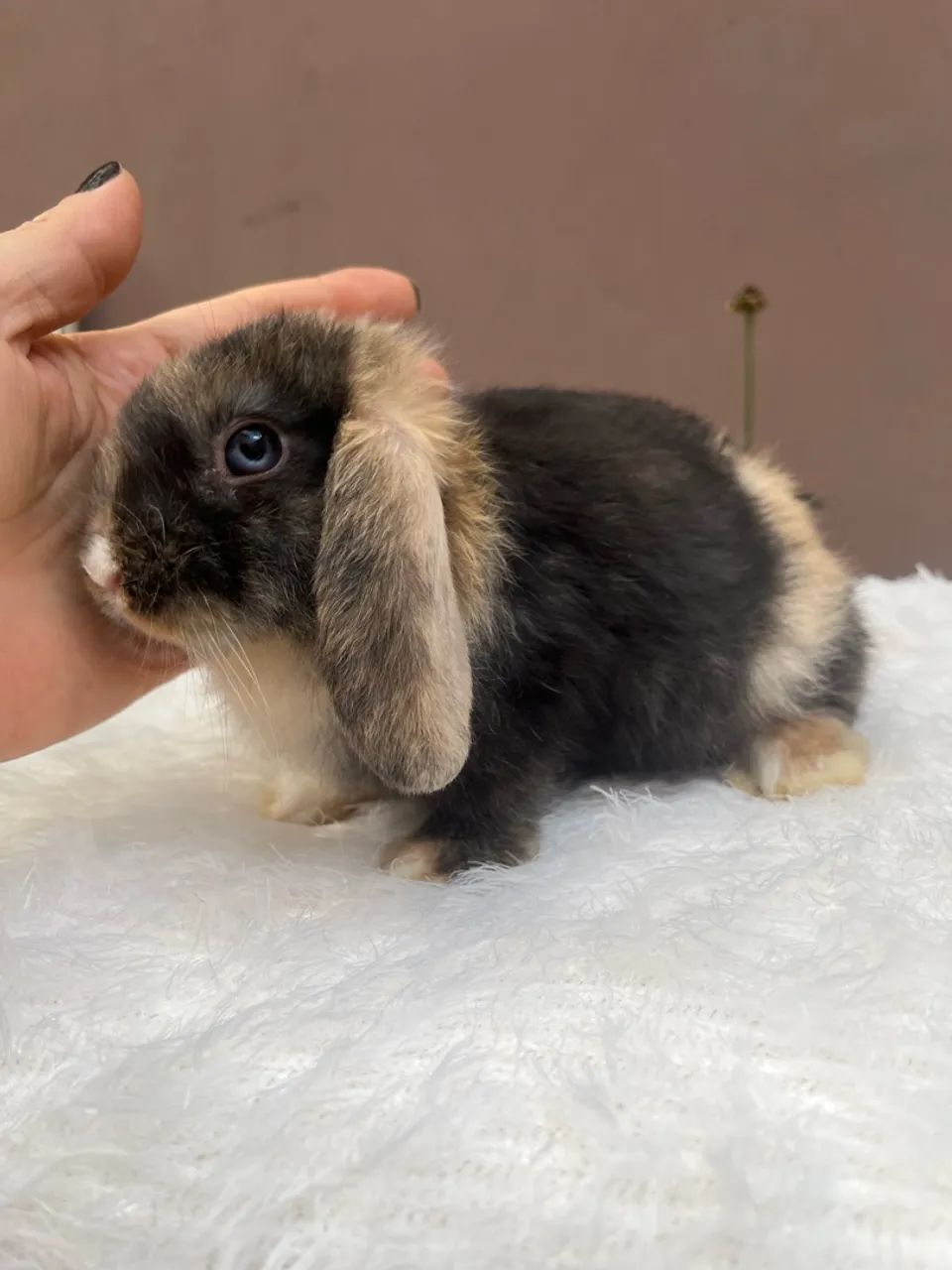 Mini coelho
