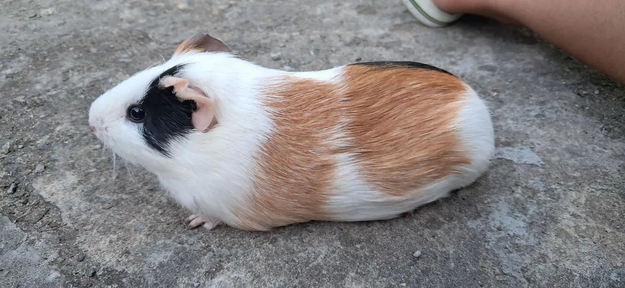 Porquinha da índia fêmea  - Foto 2