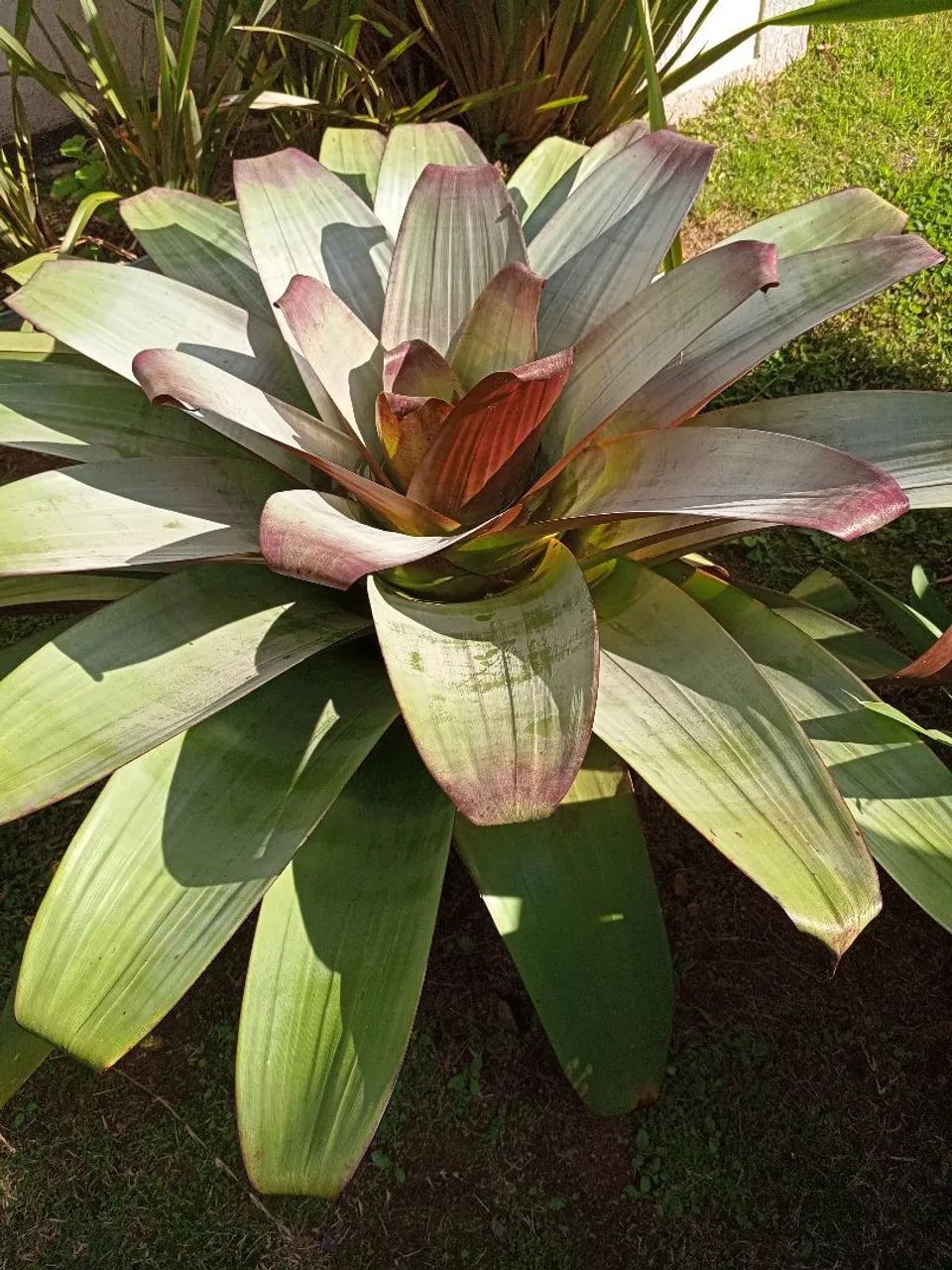 Bromélias  - Foto 2