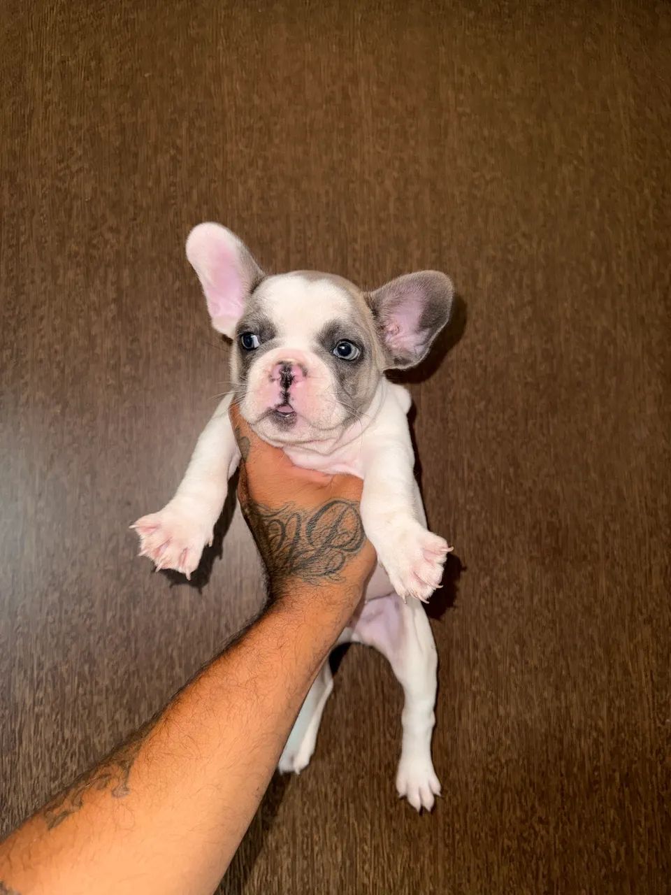 Bulldog francês 