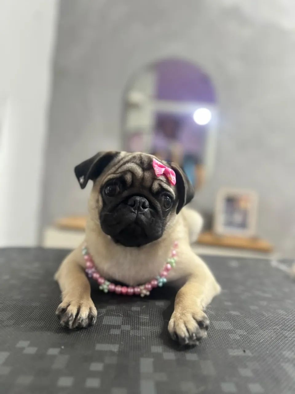 Cachorro  - Foto 3