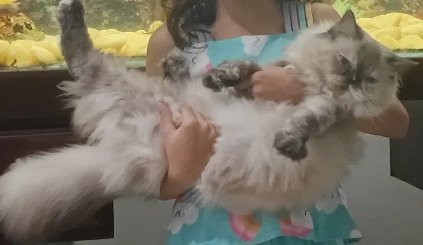 Gata Persa - fêmea  - Foto 4