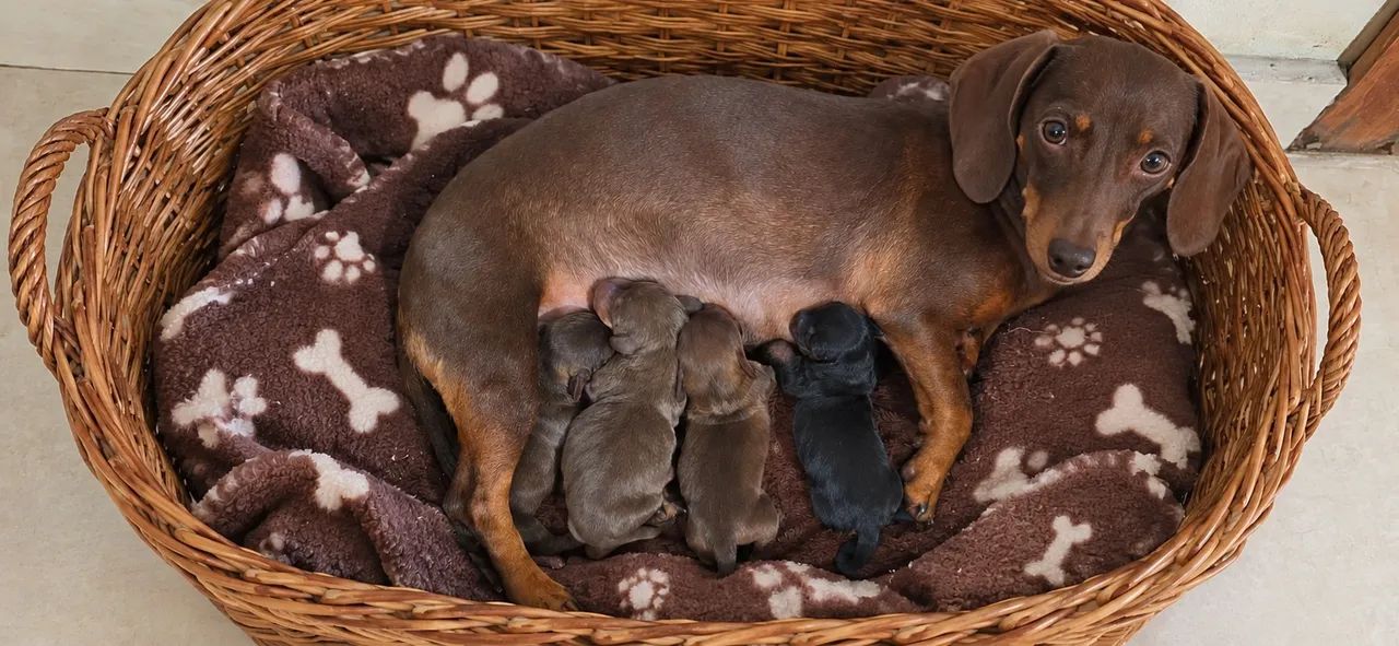 Dachshund 