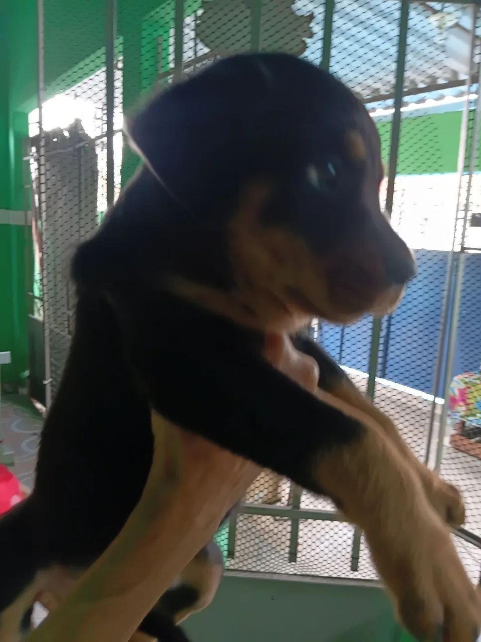 Rottweilers machos  - Foto 4
