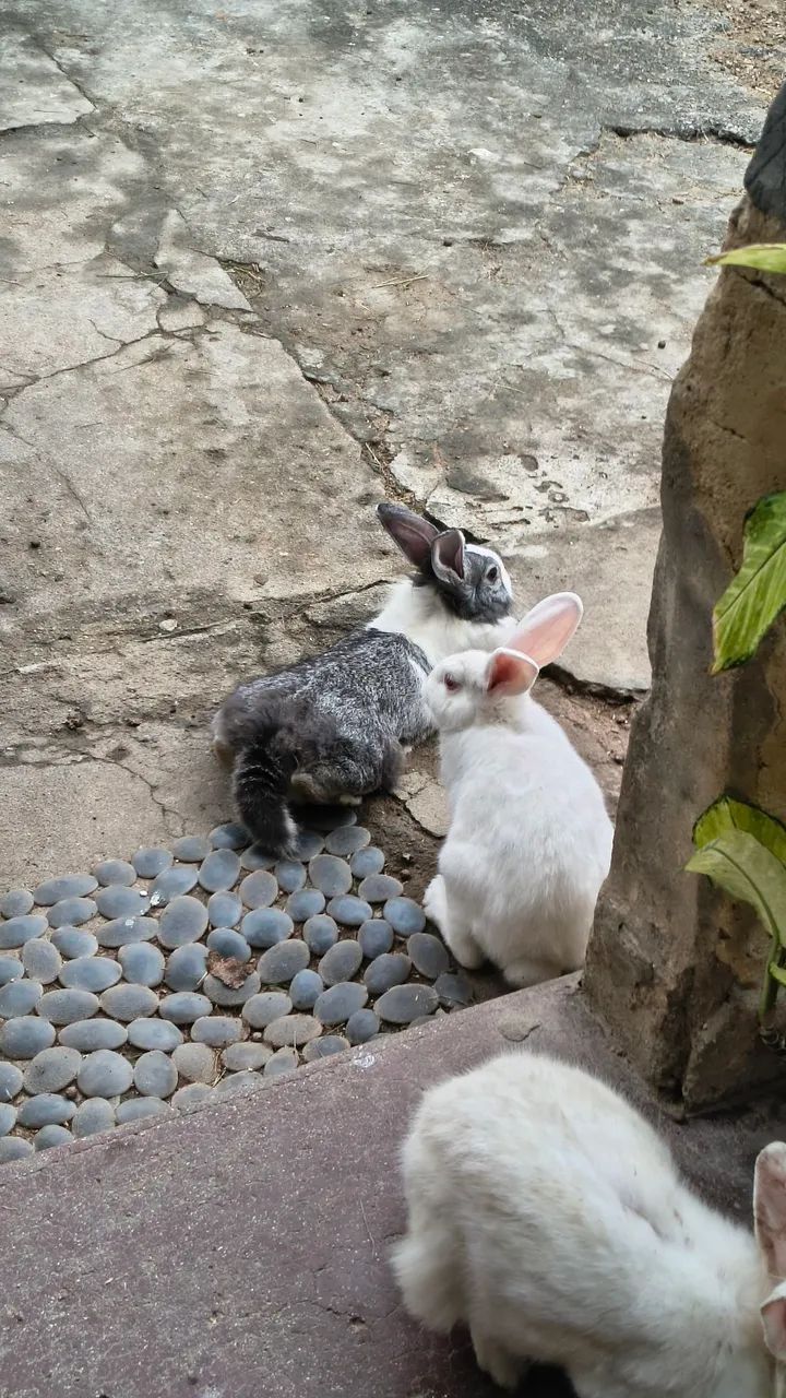 Coelhos - Foto 4
