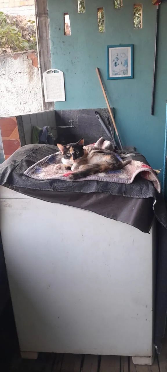 Doação de gatos  - Foto 2