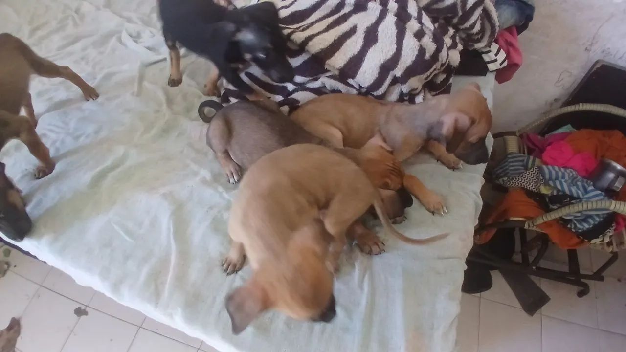 Filhotes para adoção  - Foto 4