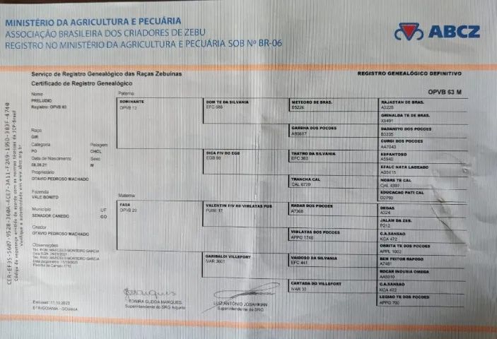 Reprodutor Gir Leiteiro  - Foto 4