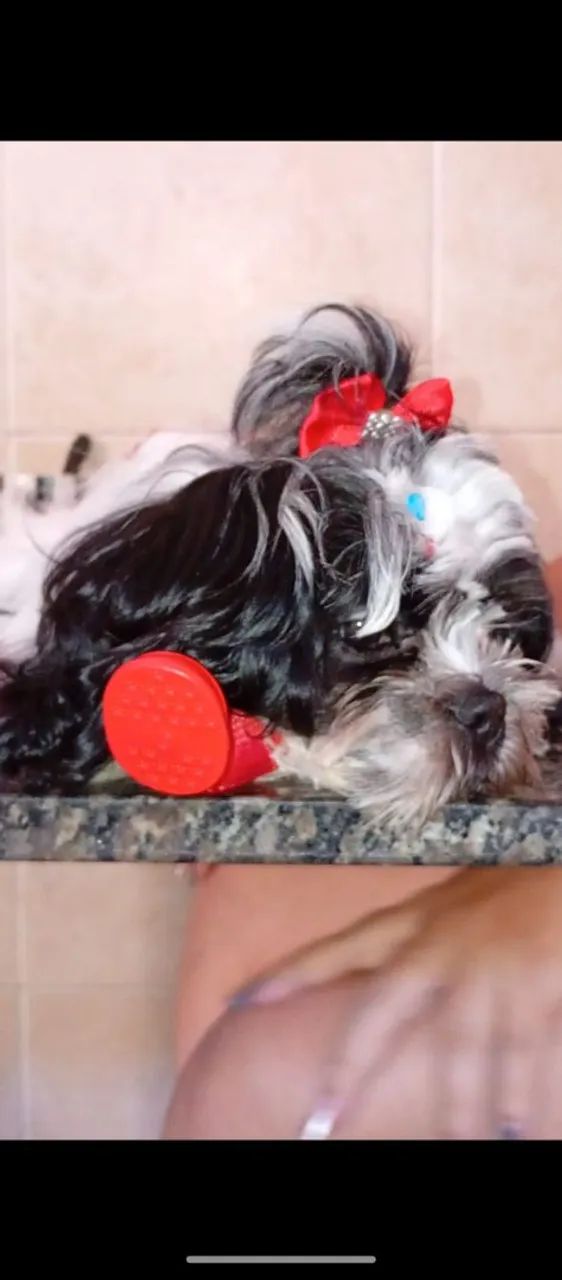 Shitzu tanho pequeno  - Foto 3