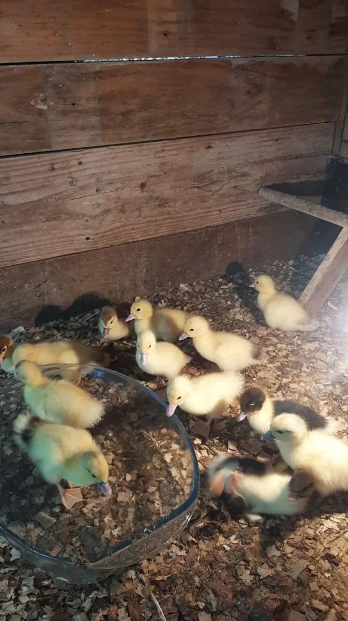 Vendo filhote de patos