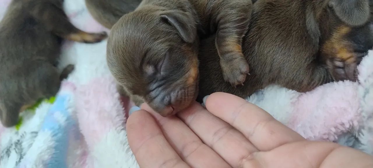 Teckel Dachshund  - Foto 3