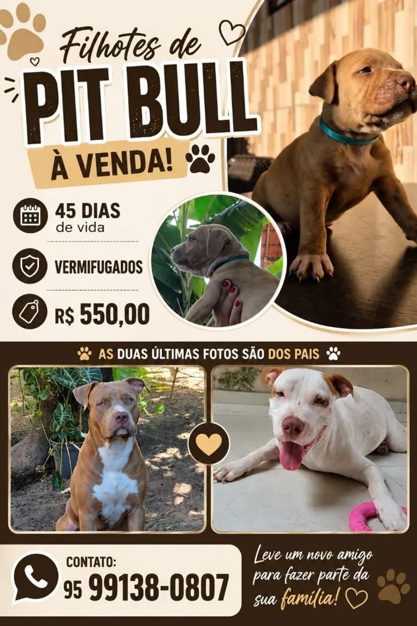 Filhotes de Pitbull 