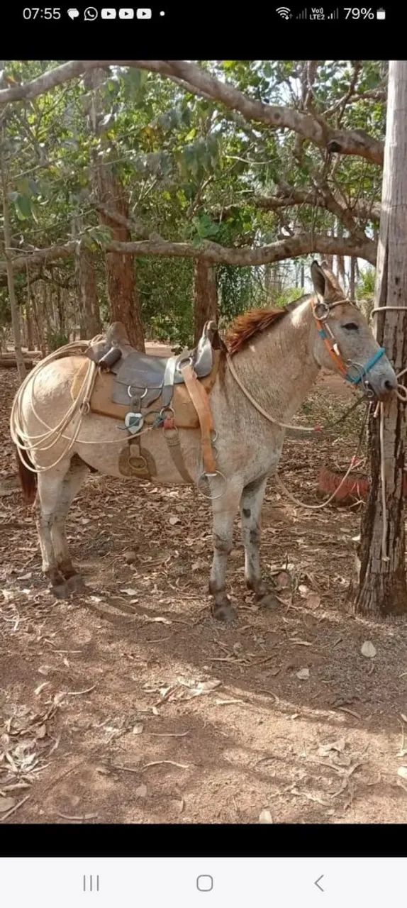 Cavalo e Burro Novos e Domados. Mansos de sela! ? ? Parcelo no cartão. Zap: * - Foto 6