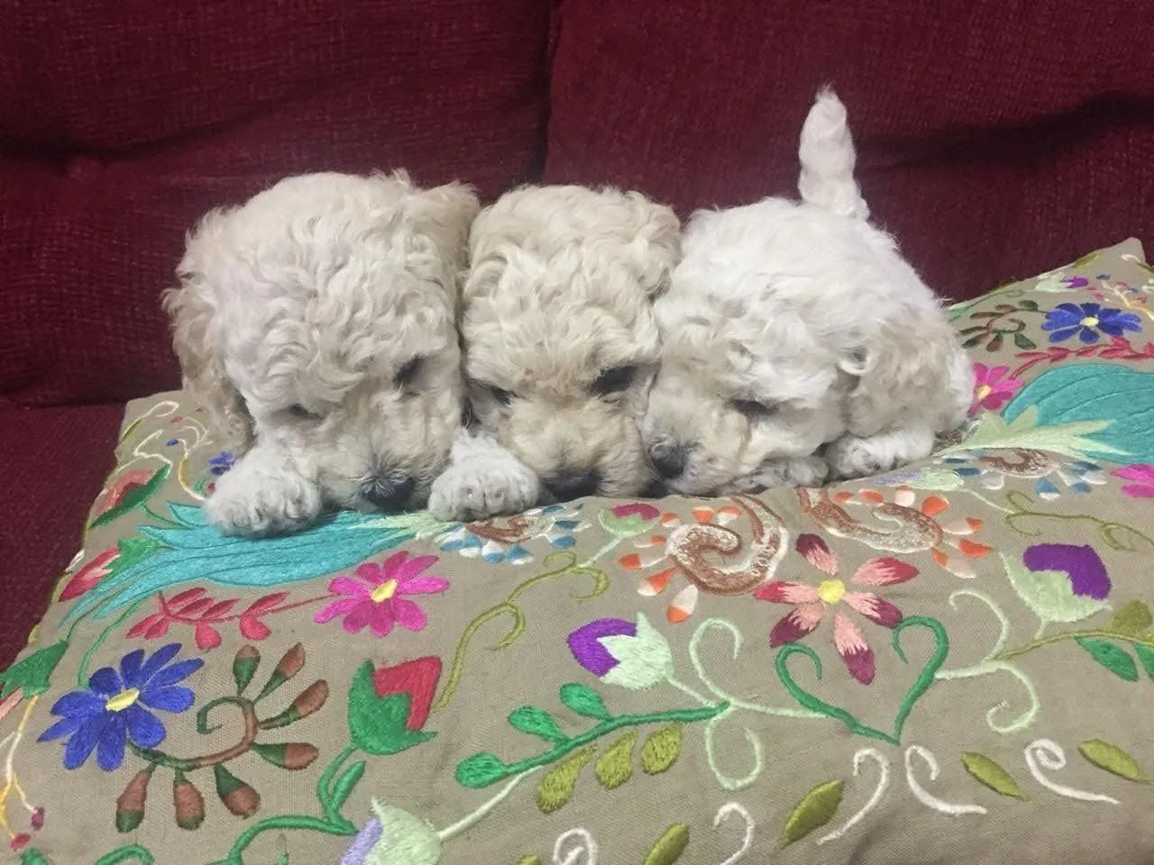 Poodle próprio para apartamento  - Foto 2