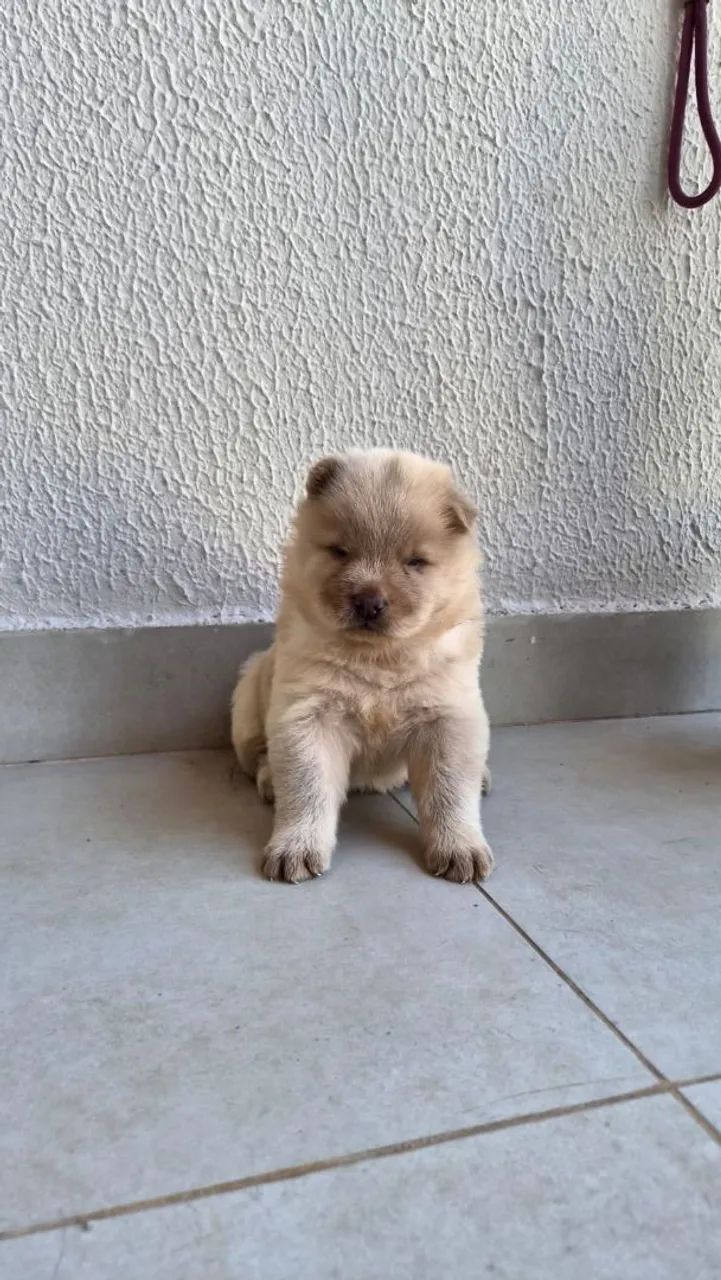 Filhotes de Chow Chow - Foto 4