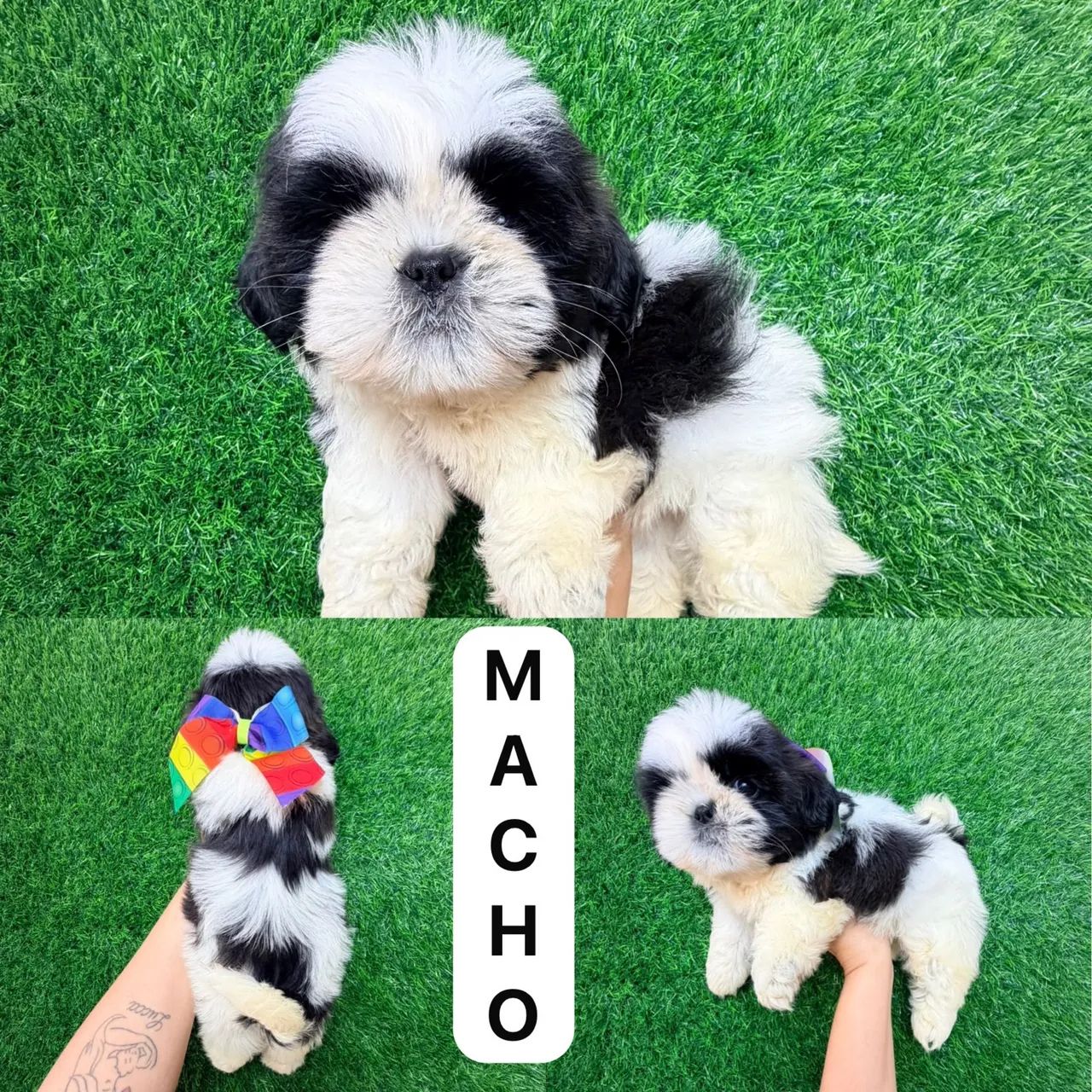 Shitzu macho 