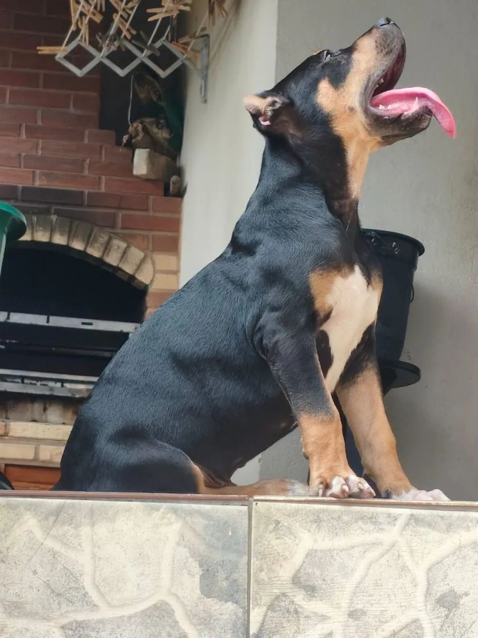 Brasilian Bull adoção responsável 
