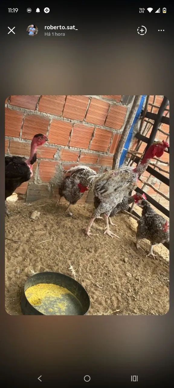 Pintos puros e mestiços Polaco gigante! - Foto 4