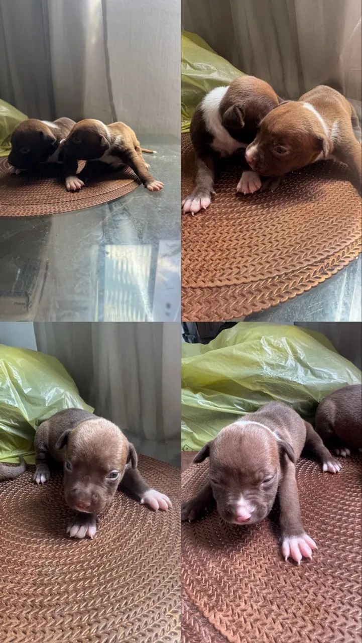 Pitbull - Foto 4